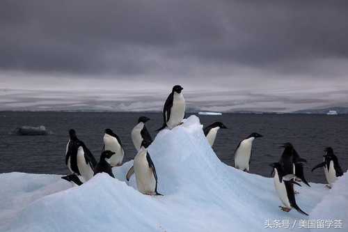 National Gallery- Antarctica