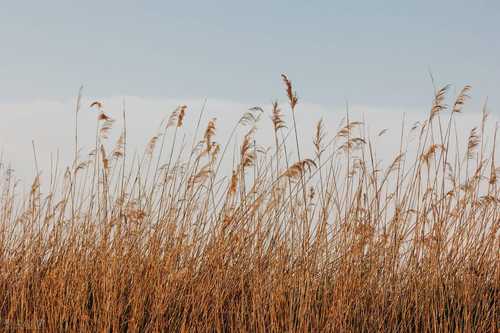 In The Wind 在风里